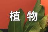 儿童猜植物谜语